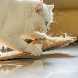 Scratching Boards