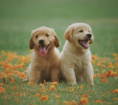 Breeder & puppy